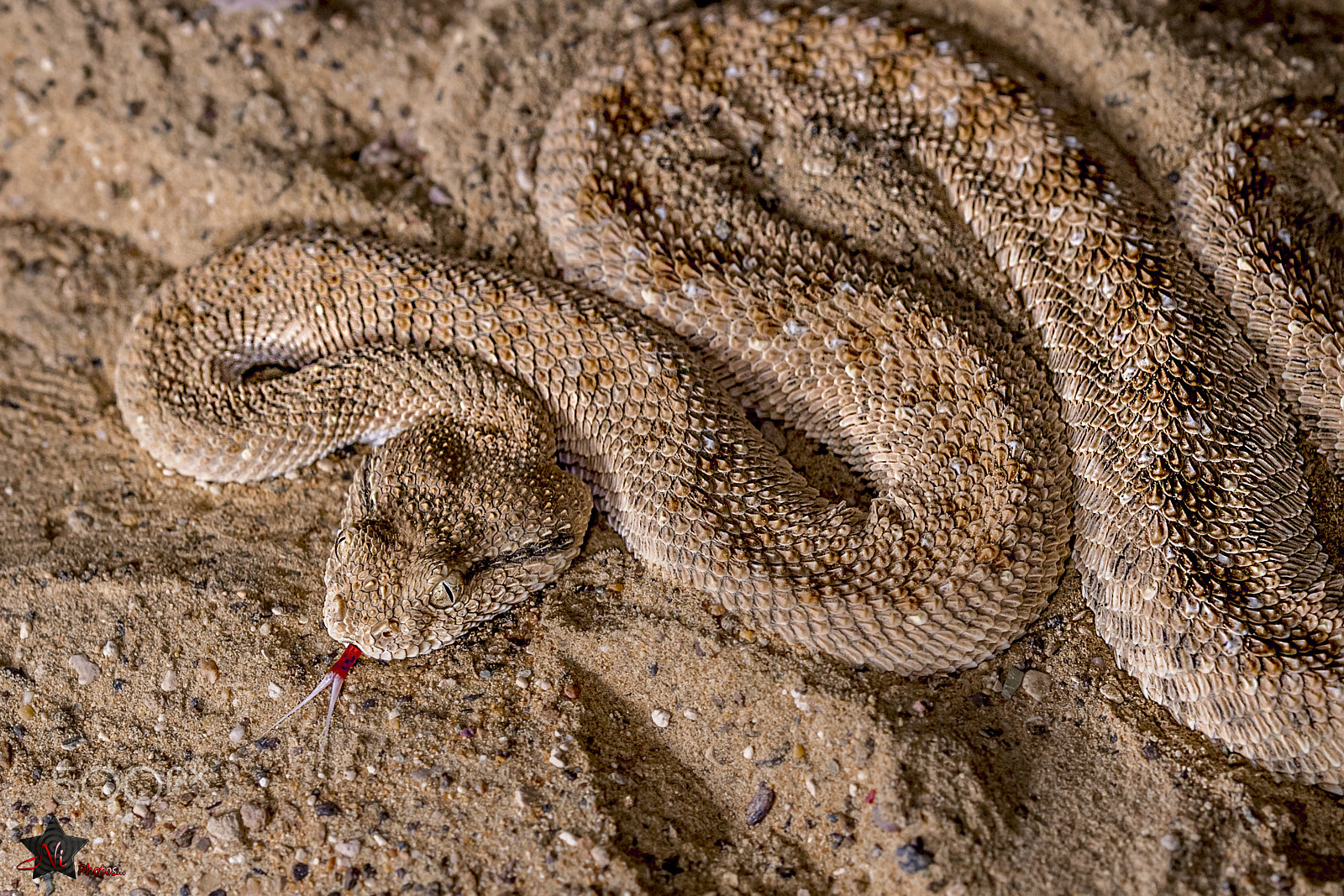 Nikon D5 sample photo. Arabian horned viper photography