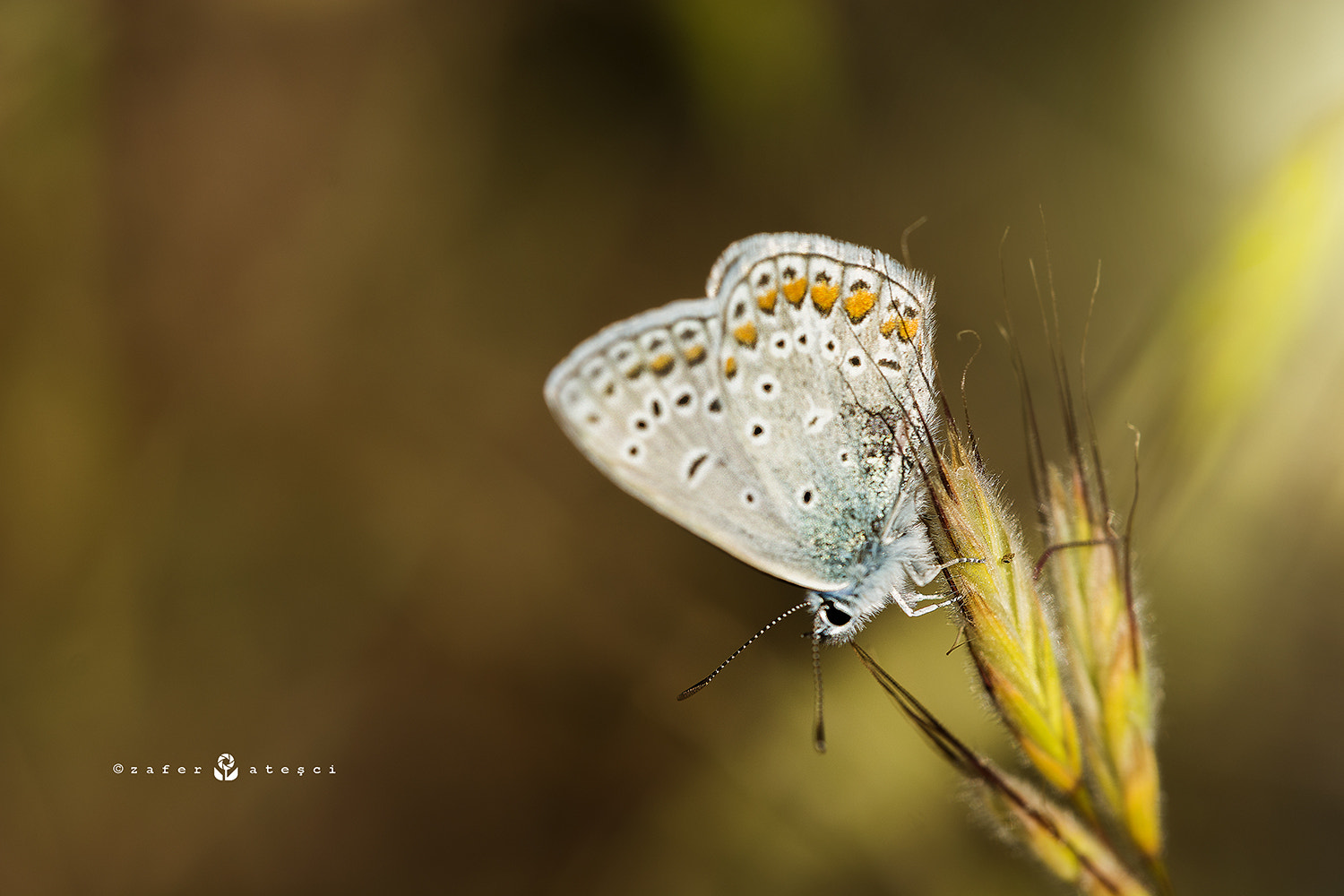 Sigma 150mm F2.8 EX DG Macro HSM sample photo. Beauty photography
