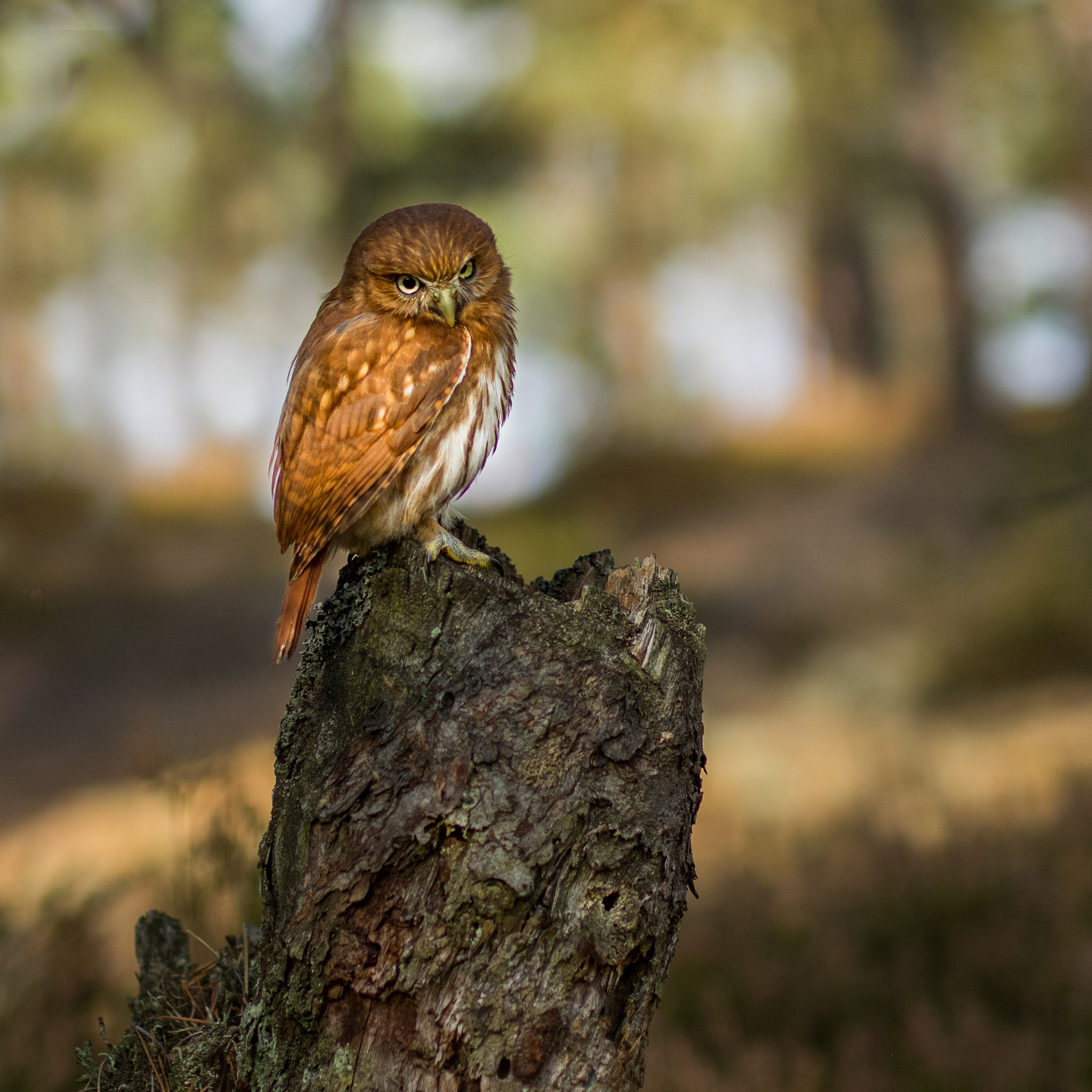 Sigma 50mm F1.4 EX DG HSM sample photo. Angry bird photography