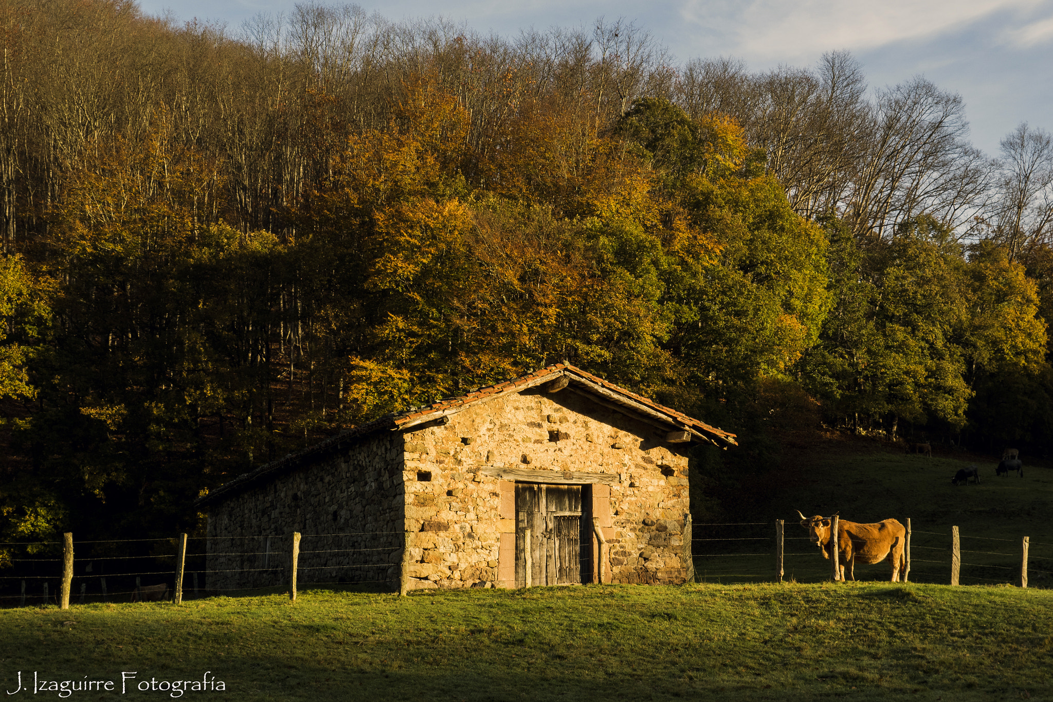 Olympus OM-D E-M1 + OLYMPUS 14-54mm Lens sample photo. Autumn photography