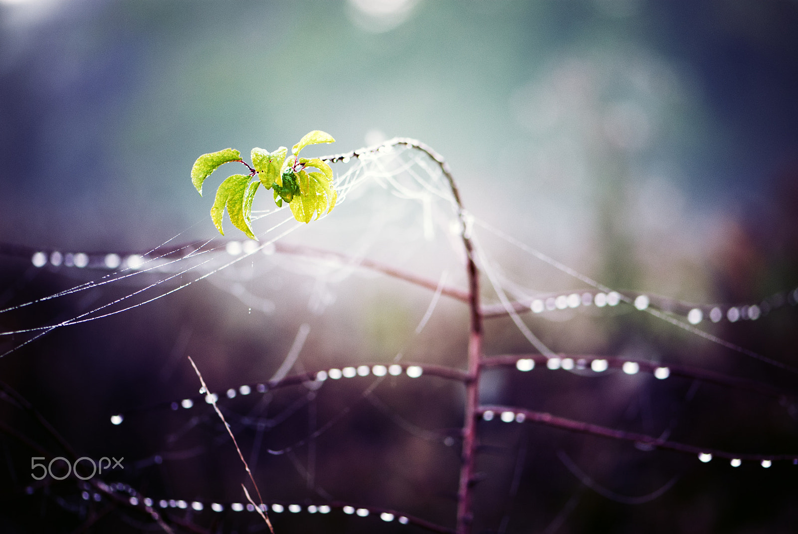 Nikon AF-S Micro-Nikkor 105mm F2.8G IF-ED VR sample photo. Vivre, toujours photography