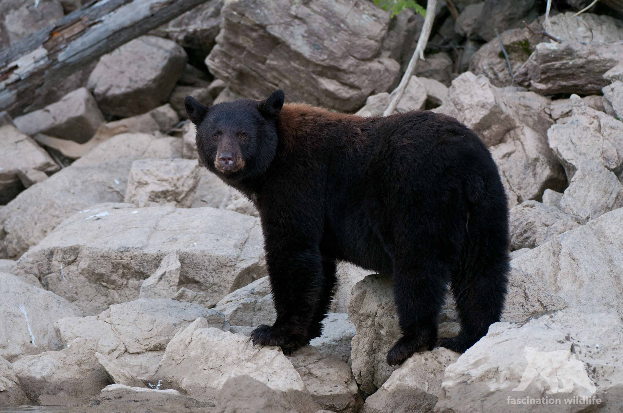 Nikon D300 + Nikon AF-S Nikkor 200-400mm F4G ED-IF VR sample photo. Black bear photography