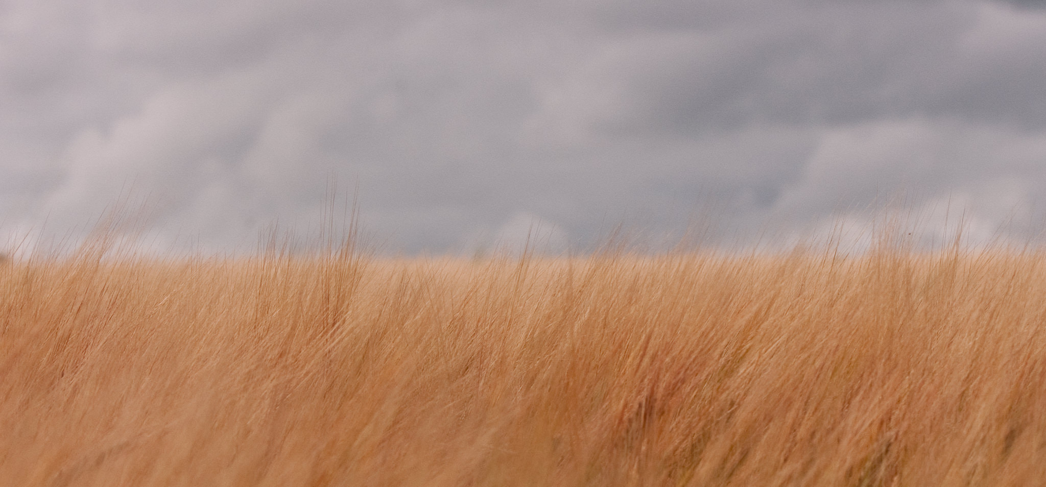 Canon EF 70-200mm F2.8L IS USM sample photo. Which way does the wind blow? photography