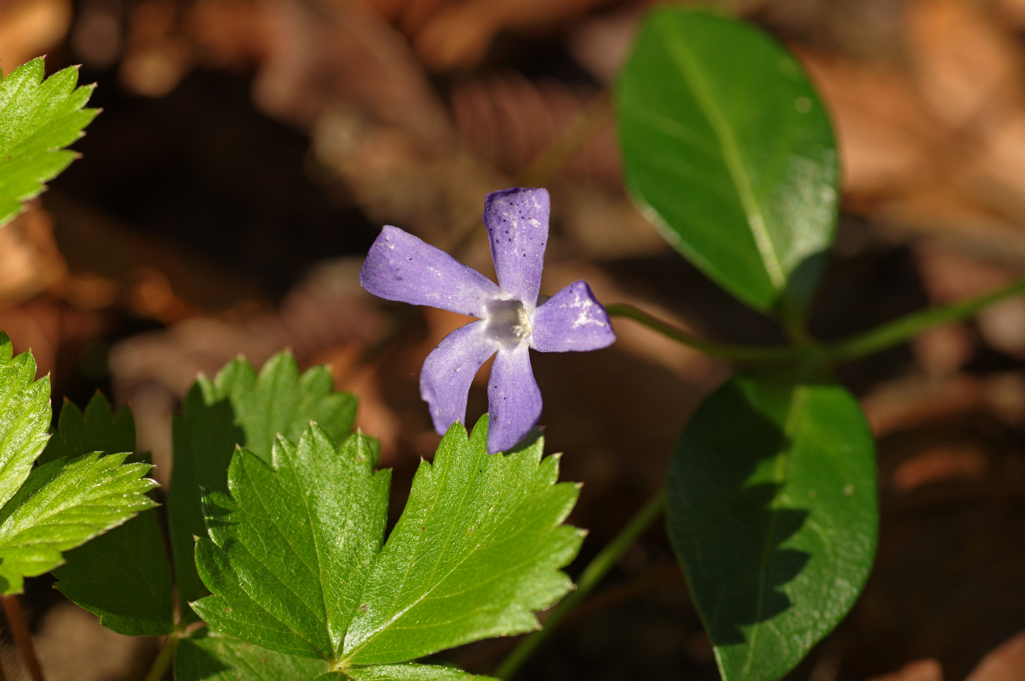 Pentax K-3 + Tamron SP AF 90mm F2.8 Di Macro sample photo. Vinca minor photography