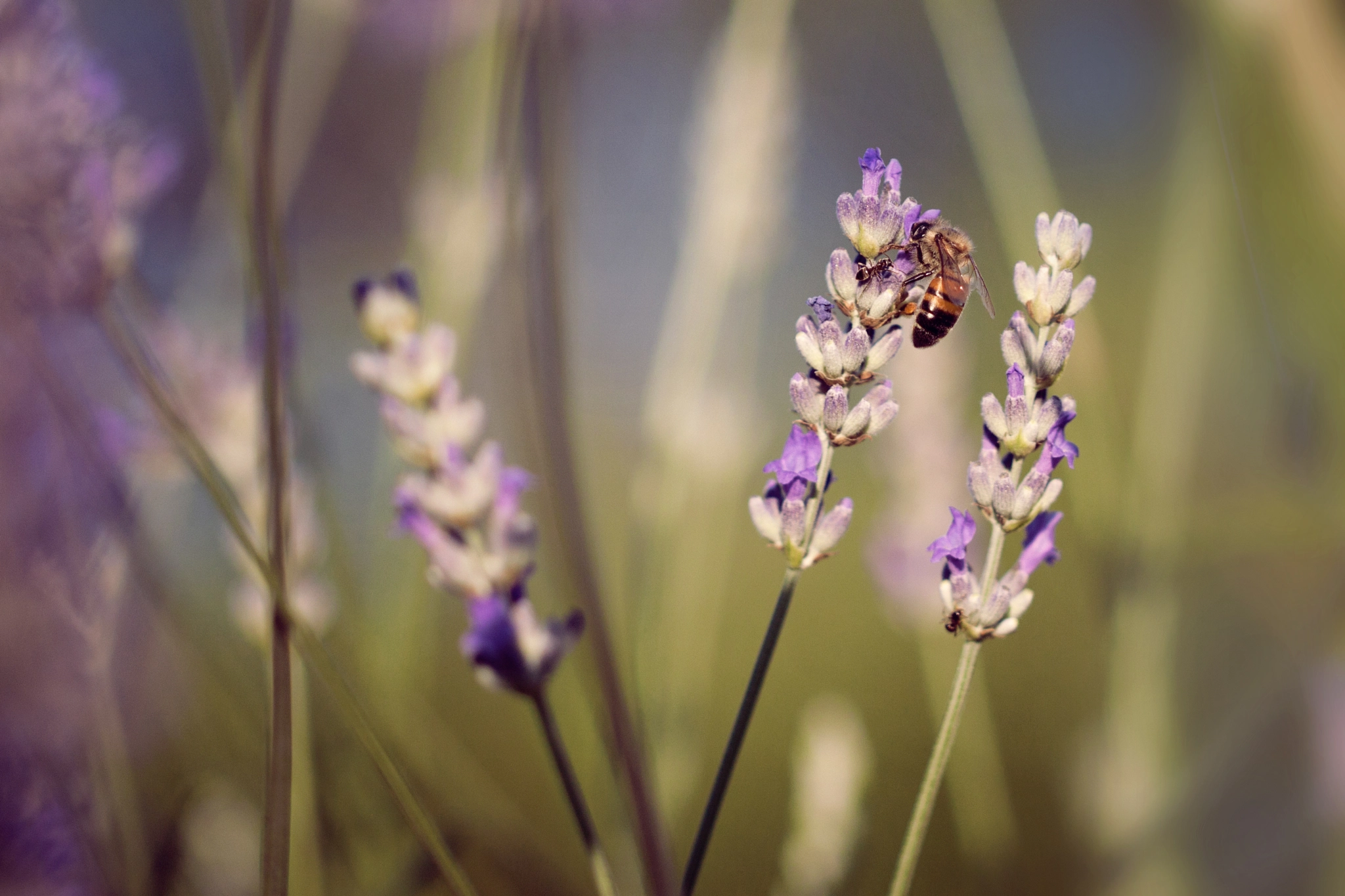Canon EF 100mm F2.8L Macro IS USM sample photo. Busy bee photography