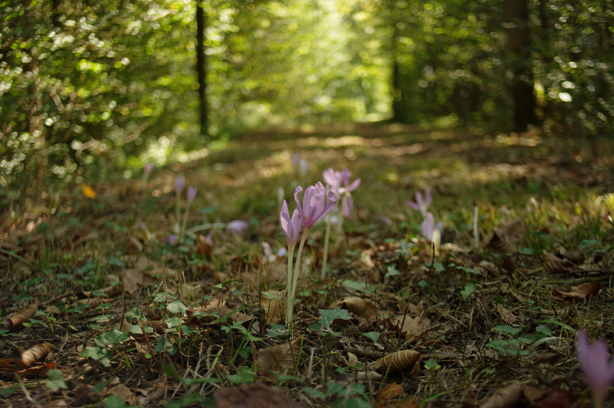 Pentax K-3 sample photo. Colchicus autunnale photography