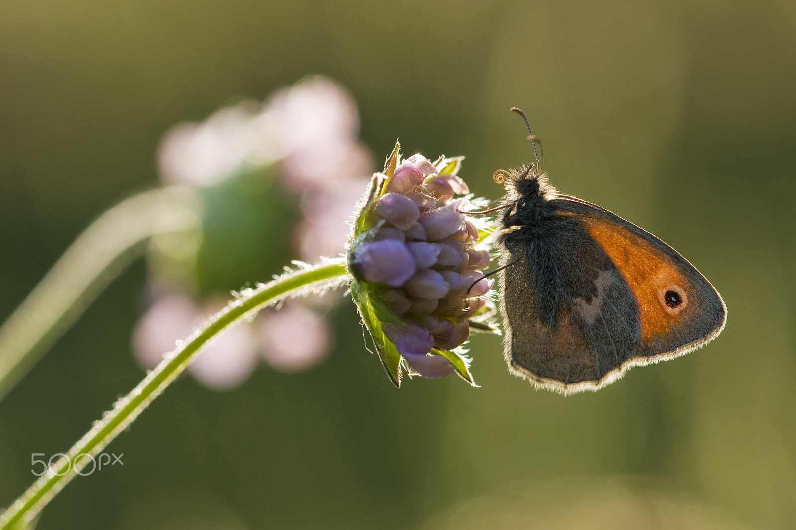 Sony Alpha DSLR-A700 sample photo. Small heath photography