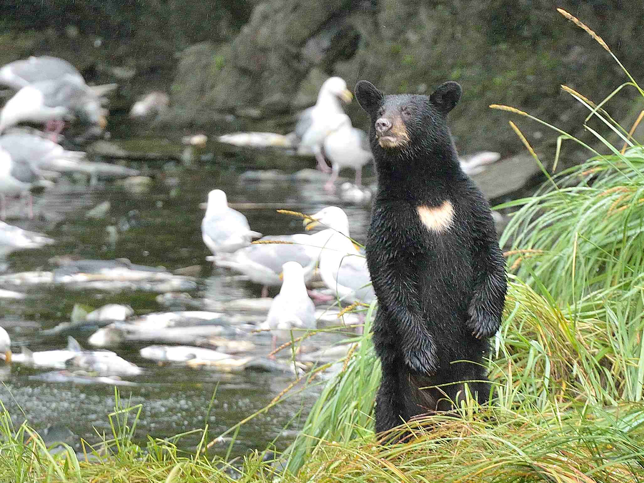 Nikon D4 sample photo. Black bear photography