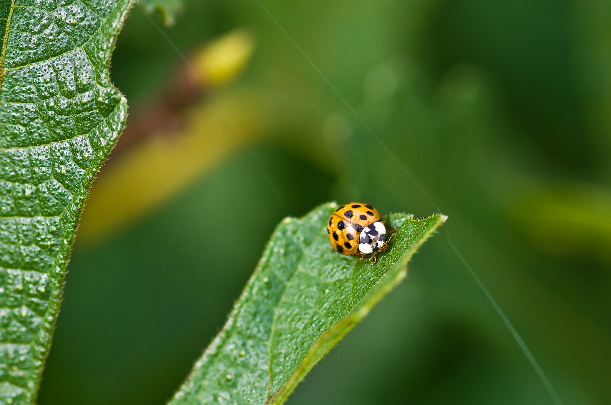 Pentax smc D-FA 100mm F2.8 Macro WR sample photo. Coccinelle  photography