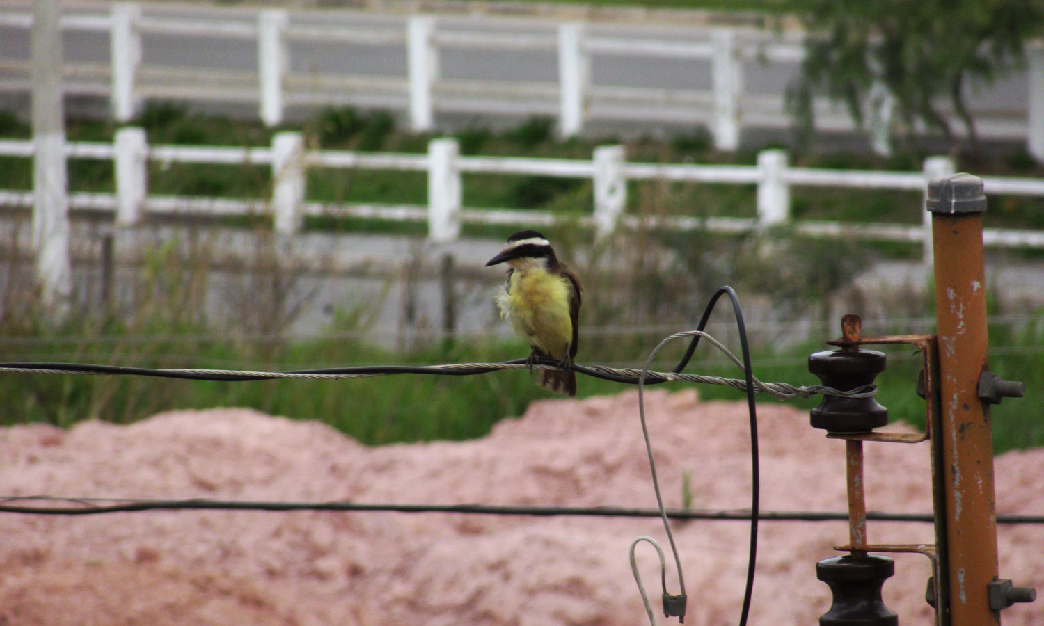 Fujifilm FinePix S2850HD sample photo. Bird photography