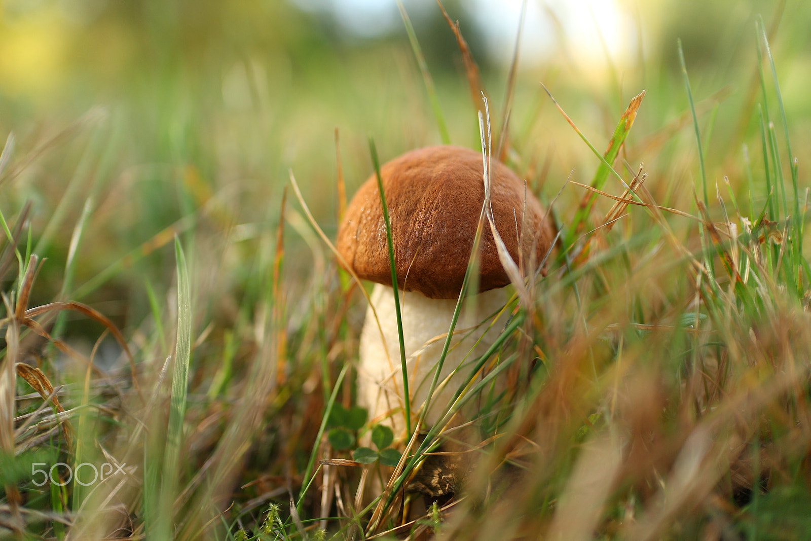 Canon EOS M10 + Canon EF-M 22mm F2 STM sample photo. Leccinum vulpinum photography