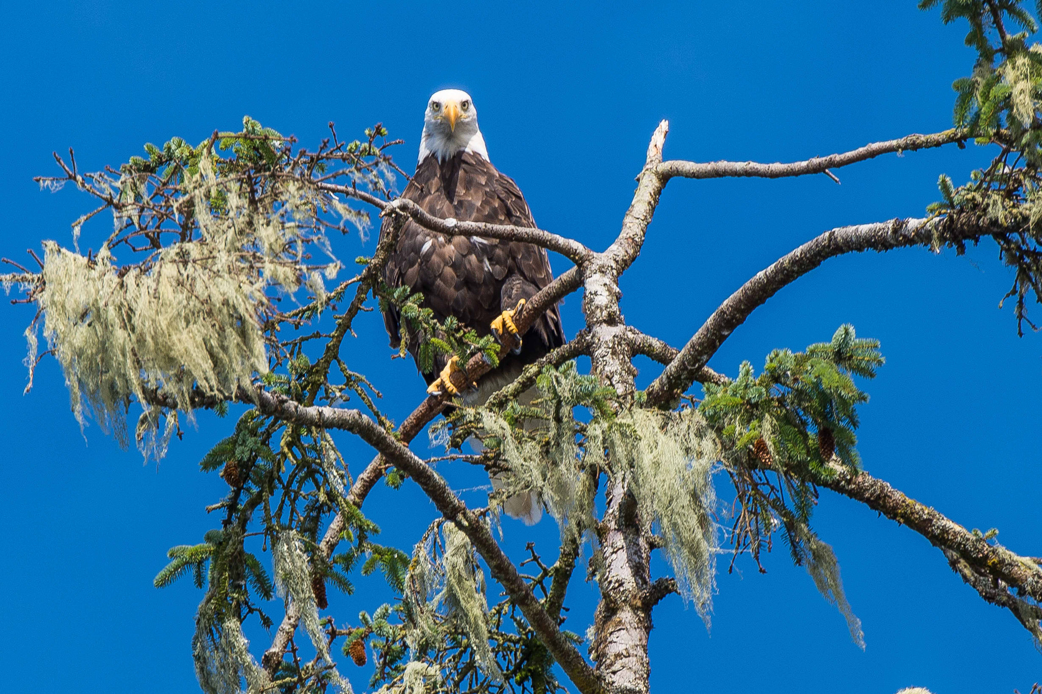 Nikon D4 sample photo. Bald eagle photography