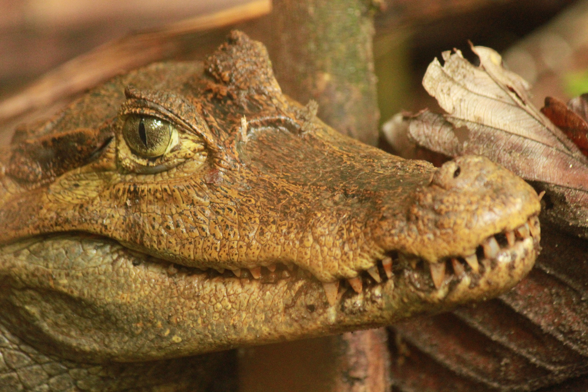 Canon EF-S 55-250mm F4-5.6 IS sample photo. Caiman photography