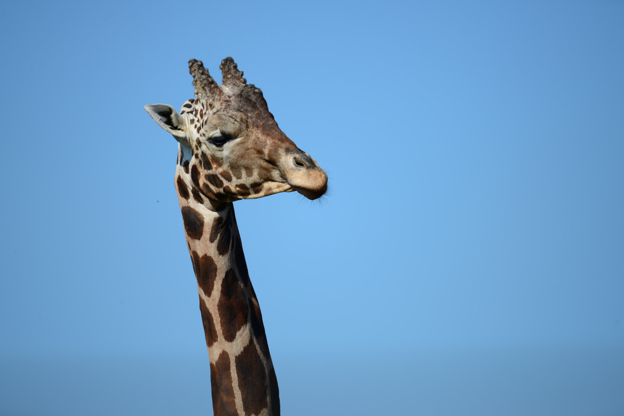 Nikon D600 sample photo. Giraffe photography