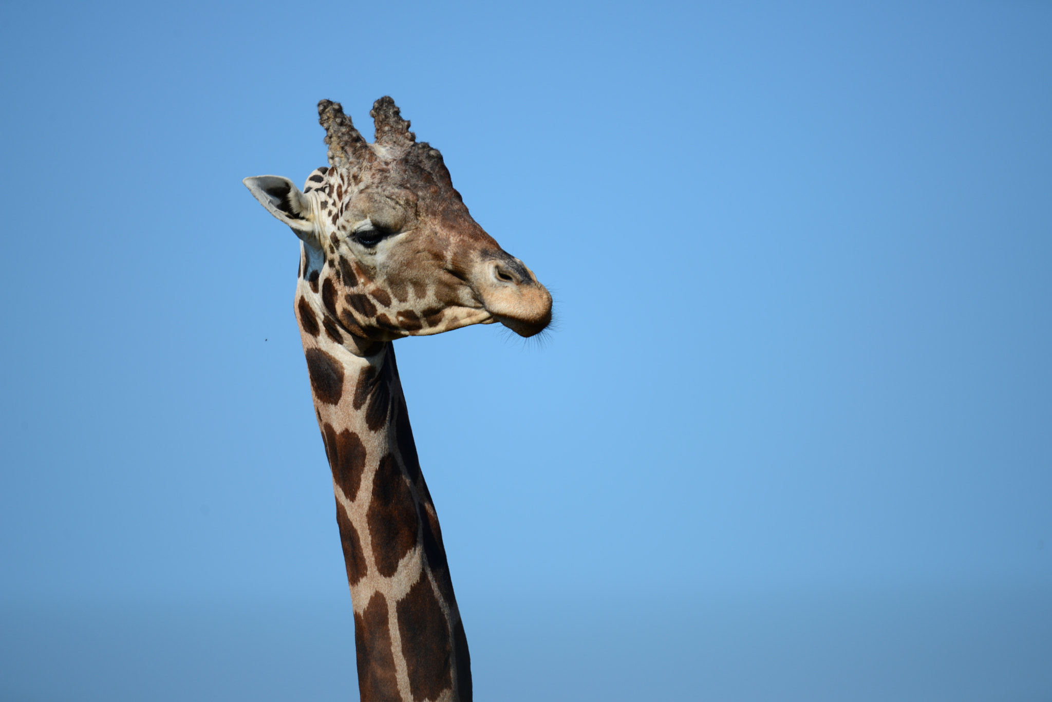 Nikon D600 + Tamron SP 150-600mm F5-6.3 Di VC USD sample photo. Giraffe photography