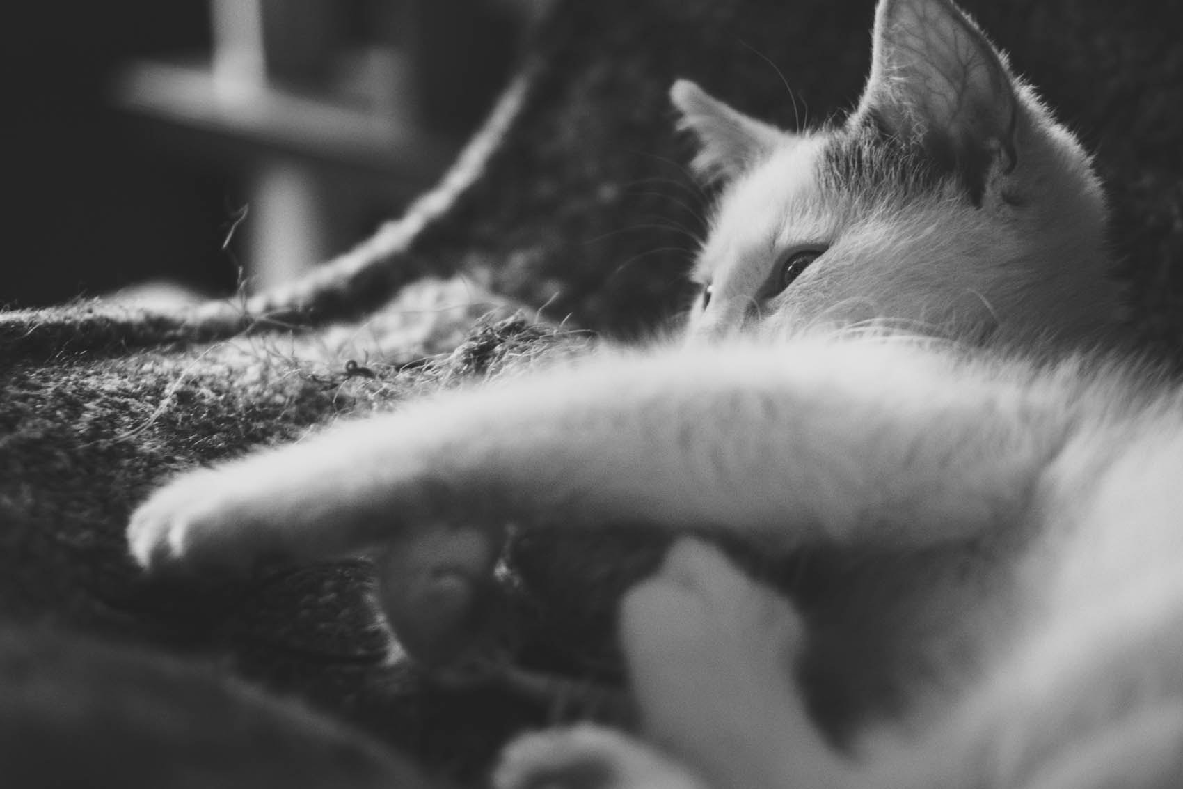 Sony SLT-A77 + Sony DT 35mm F1.8 SAM sample photo. Playtime photography