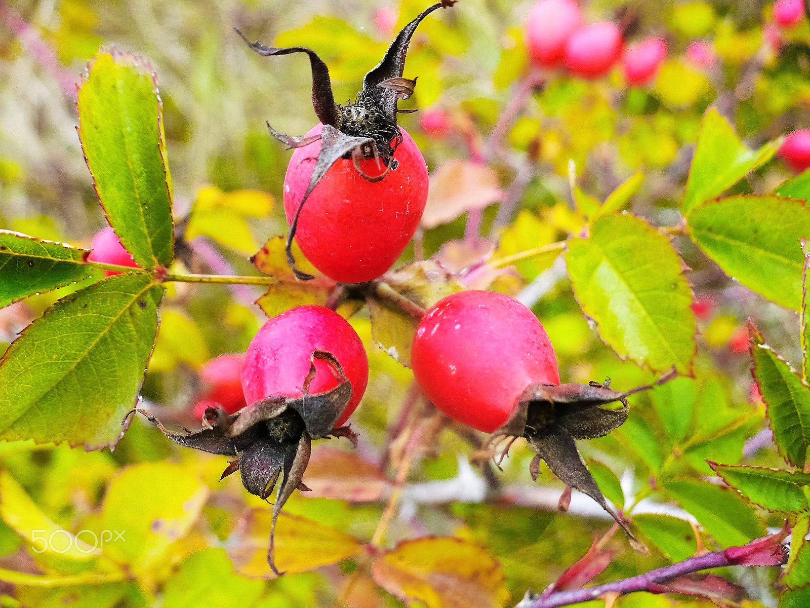 Panasonic DMC-LZ7 sample photo. Rosehips ripened. Шиповник созрел. photography