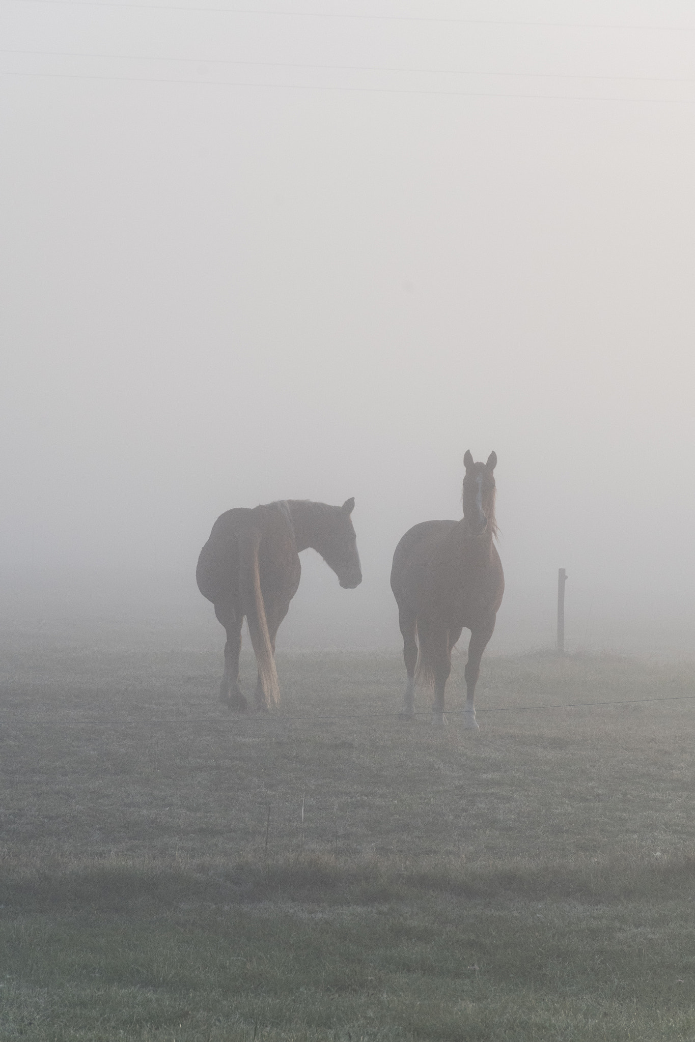 Nikon D500 sample photo. Horses in the fog photography