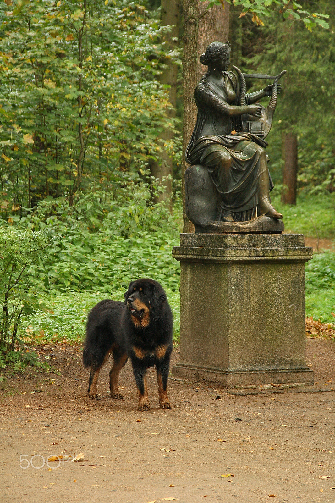 Sigma 18-125mm F3.8-5.6 DC OS HSM sample photo. Dog and terpsichore photography