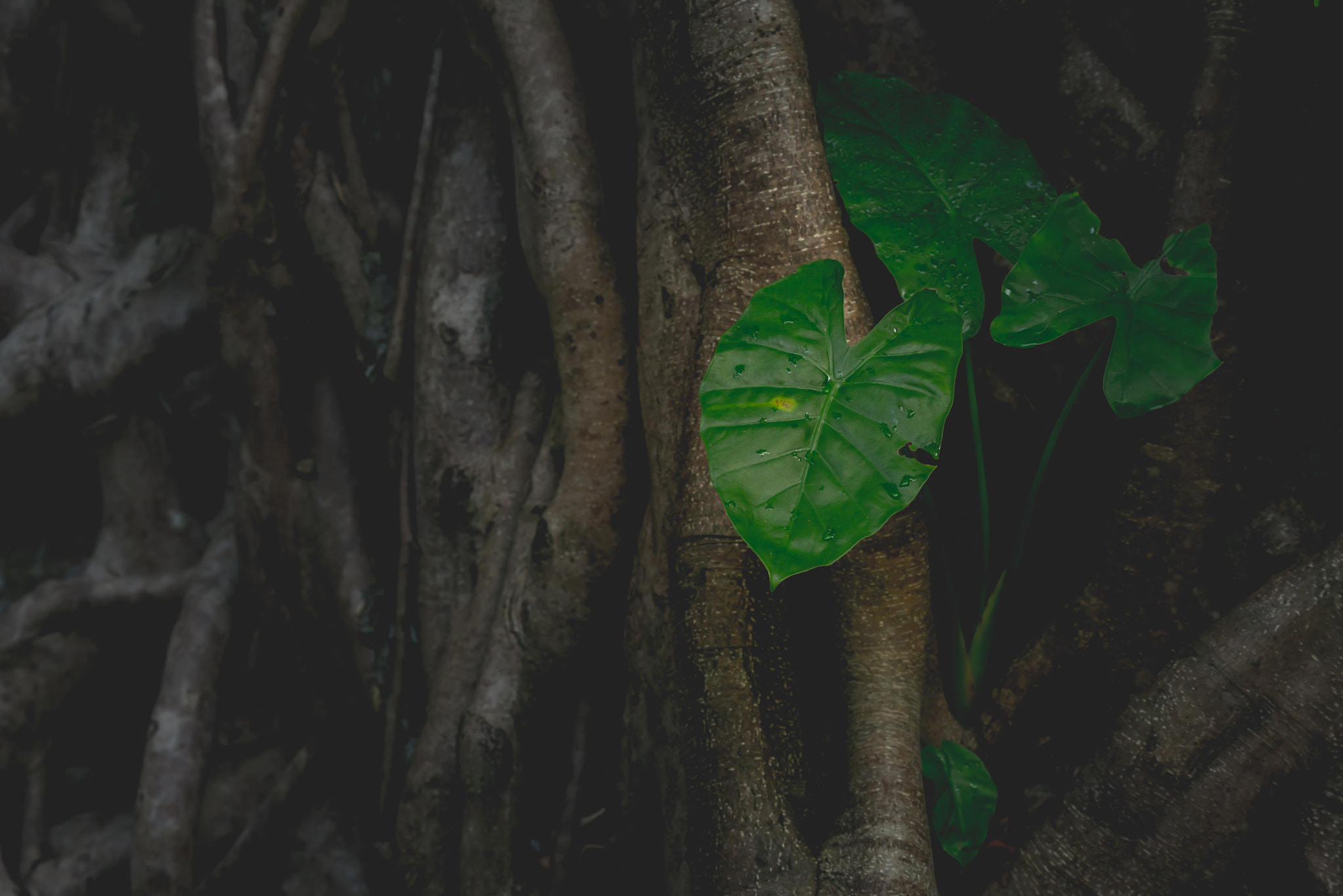 Nikon AF-S Nikkor 200-500mm F5.6E ED VR sample photo. Green leaf in forest photography
