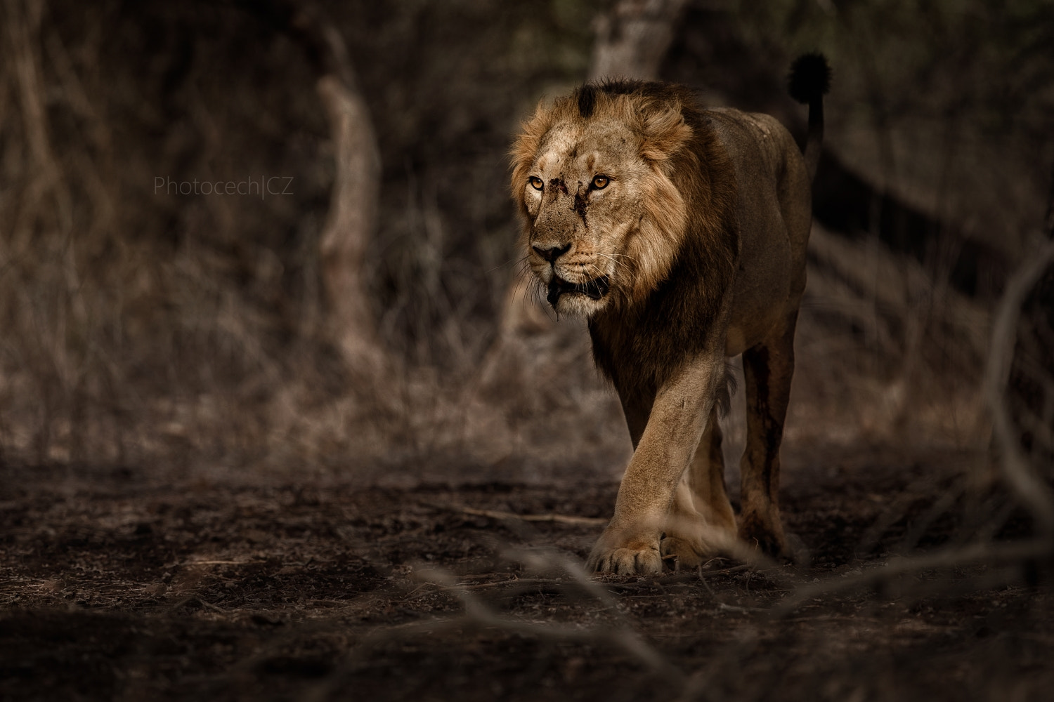 Canon EF 300mm F2.8L IS II USM sample photo. Pride of gujarat photography