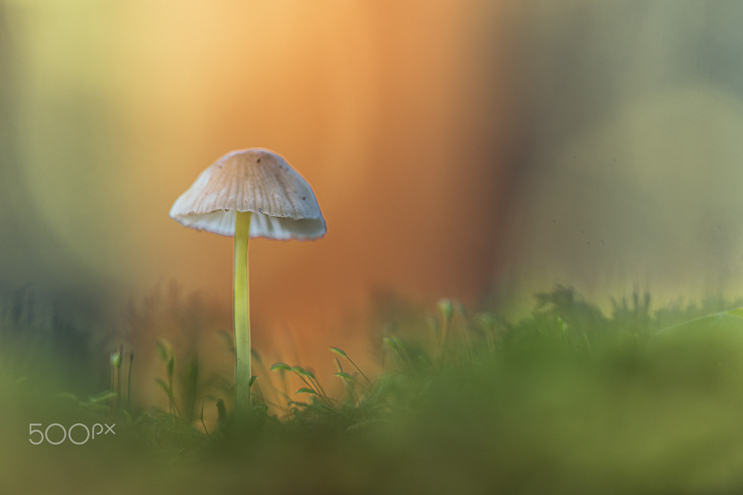 Nikon D500 + Sigma 150mm F2.8 EX DG Macro HSM sample photo. Mycena photography