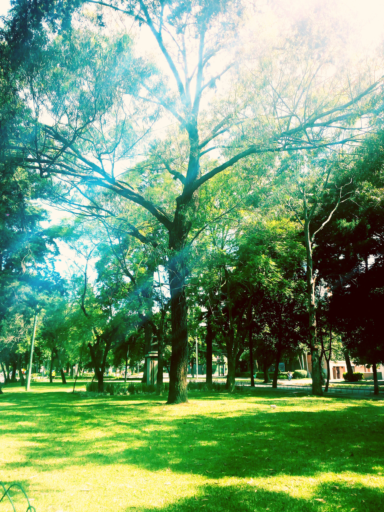 HUAWEI GR3 sample photo. Green nature... photography