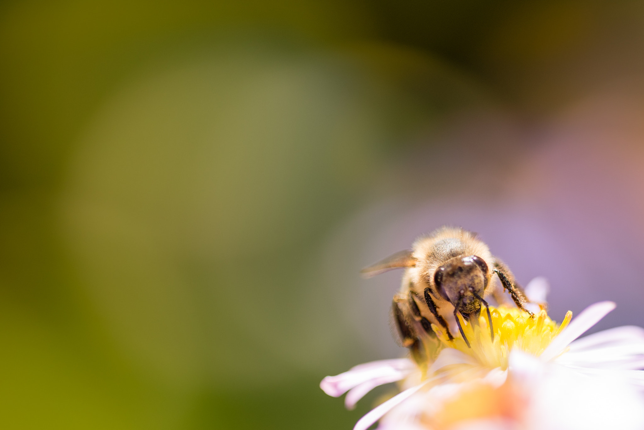 Nikon D750 + Sigma 150mm F2.8 EX DG OS Macro HSM sample photo. Lunch time photography