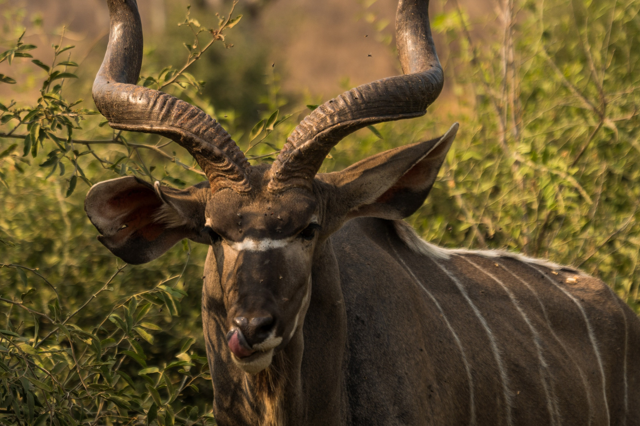 Sony FE 70-300mm F4.5-5.6 G OSS sample photo. Cheeky kudu photography