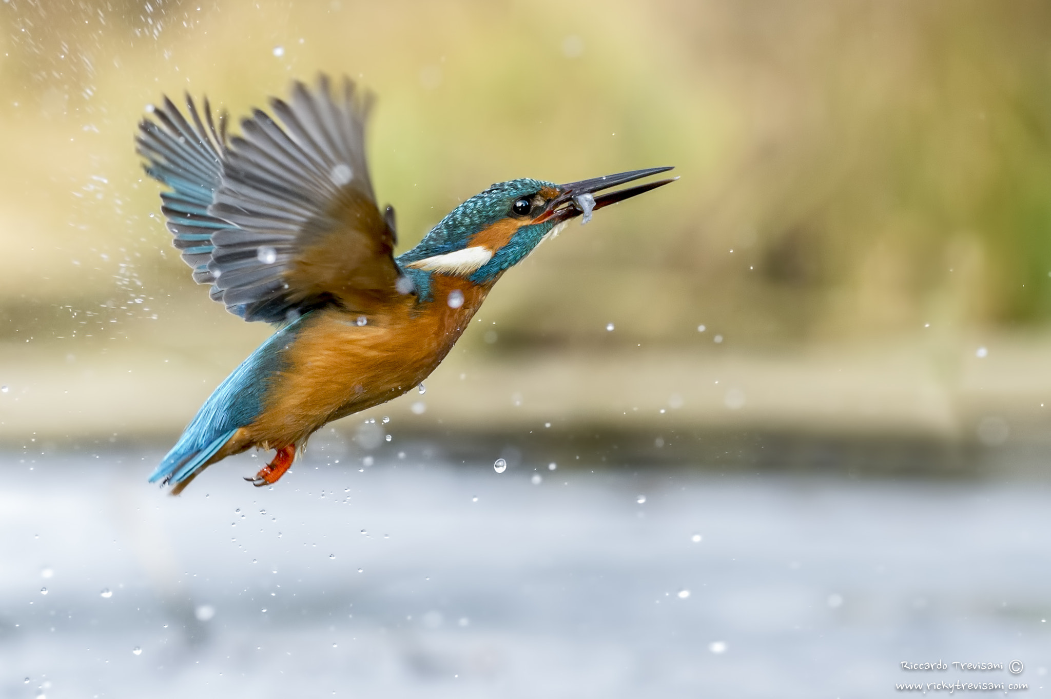 Nikon AF-S Nikkor 70-200mm F4G ED VR sample photo. Kingfisher photography