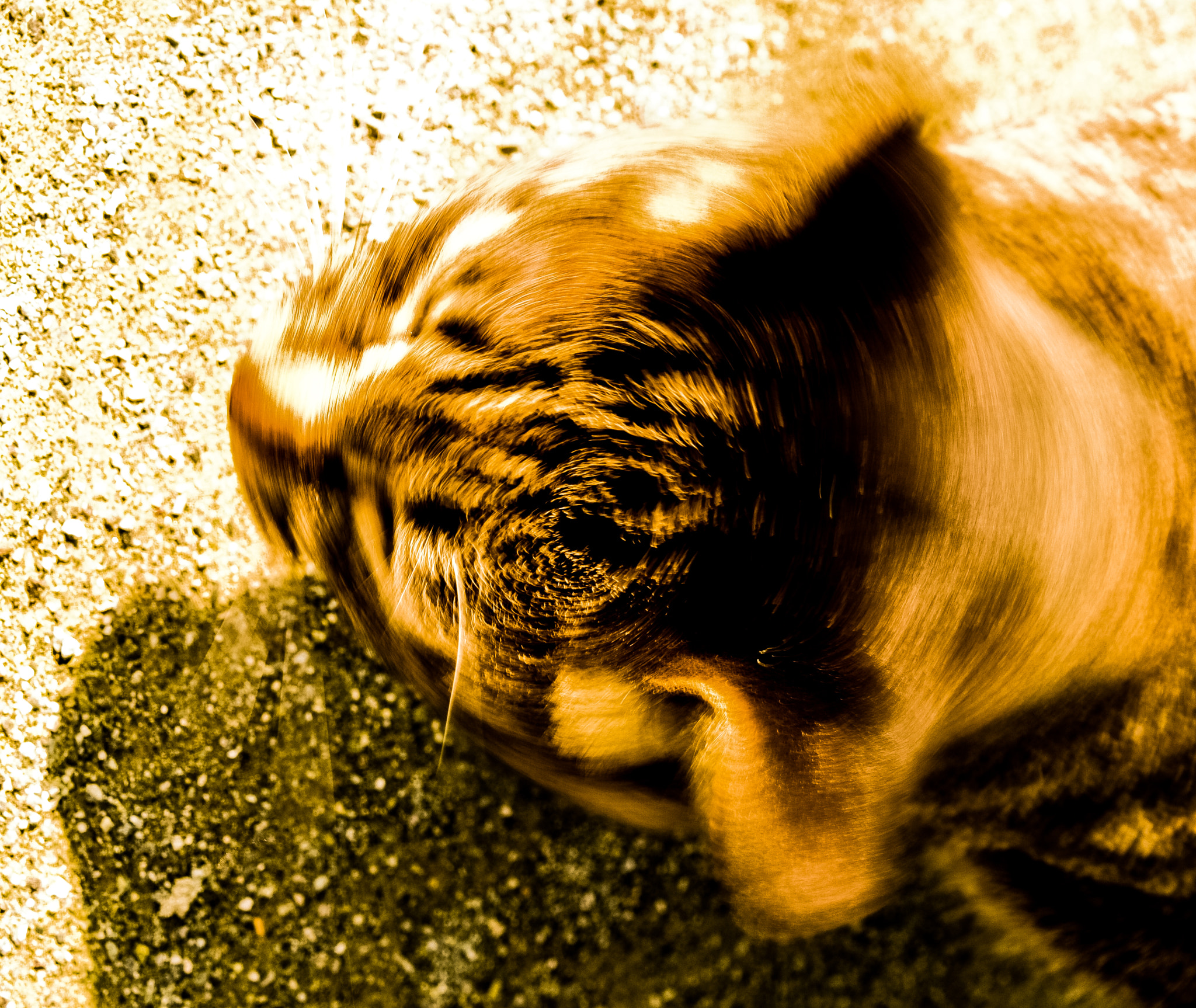 Canon EOS 450D (EOS Rebel XSi / EOS Kiss X2) sample photo. 野良猫 photography