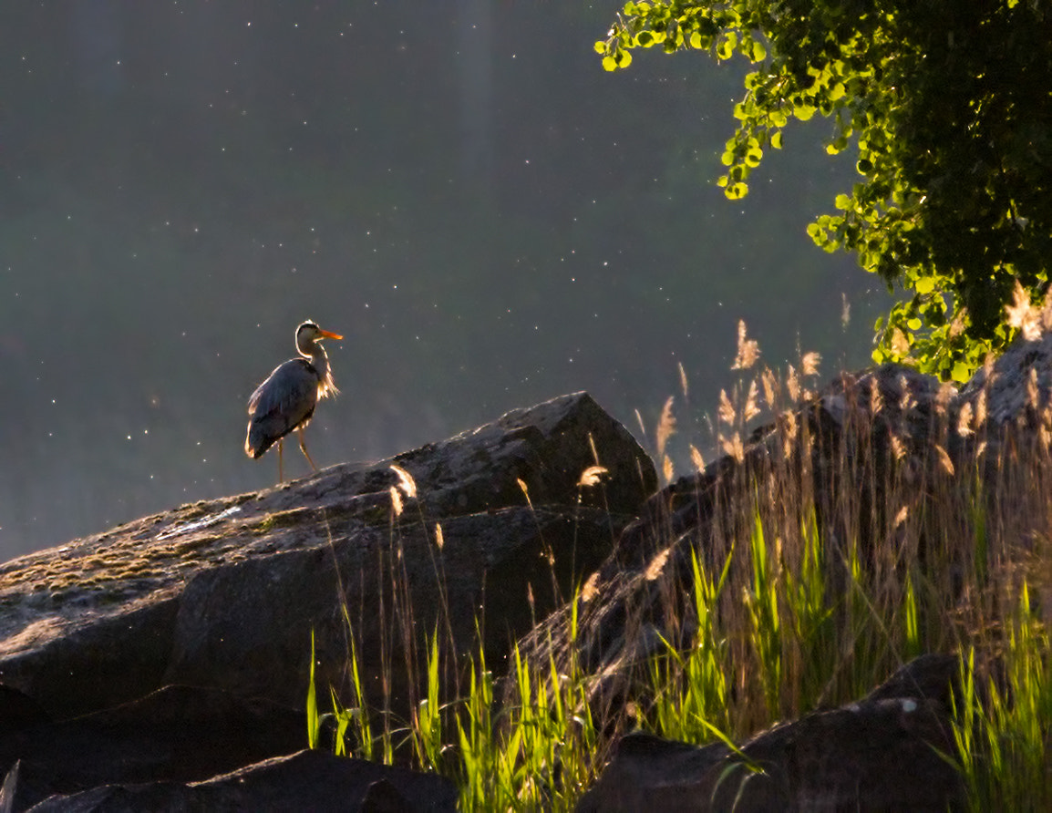 Nikon D800E + Nikon AF-S Nikkor 500mm F4G ED VR sample photo. Sunset heron photography