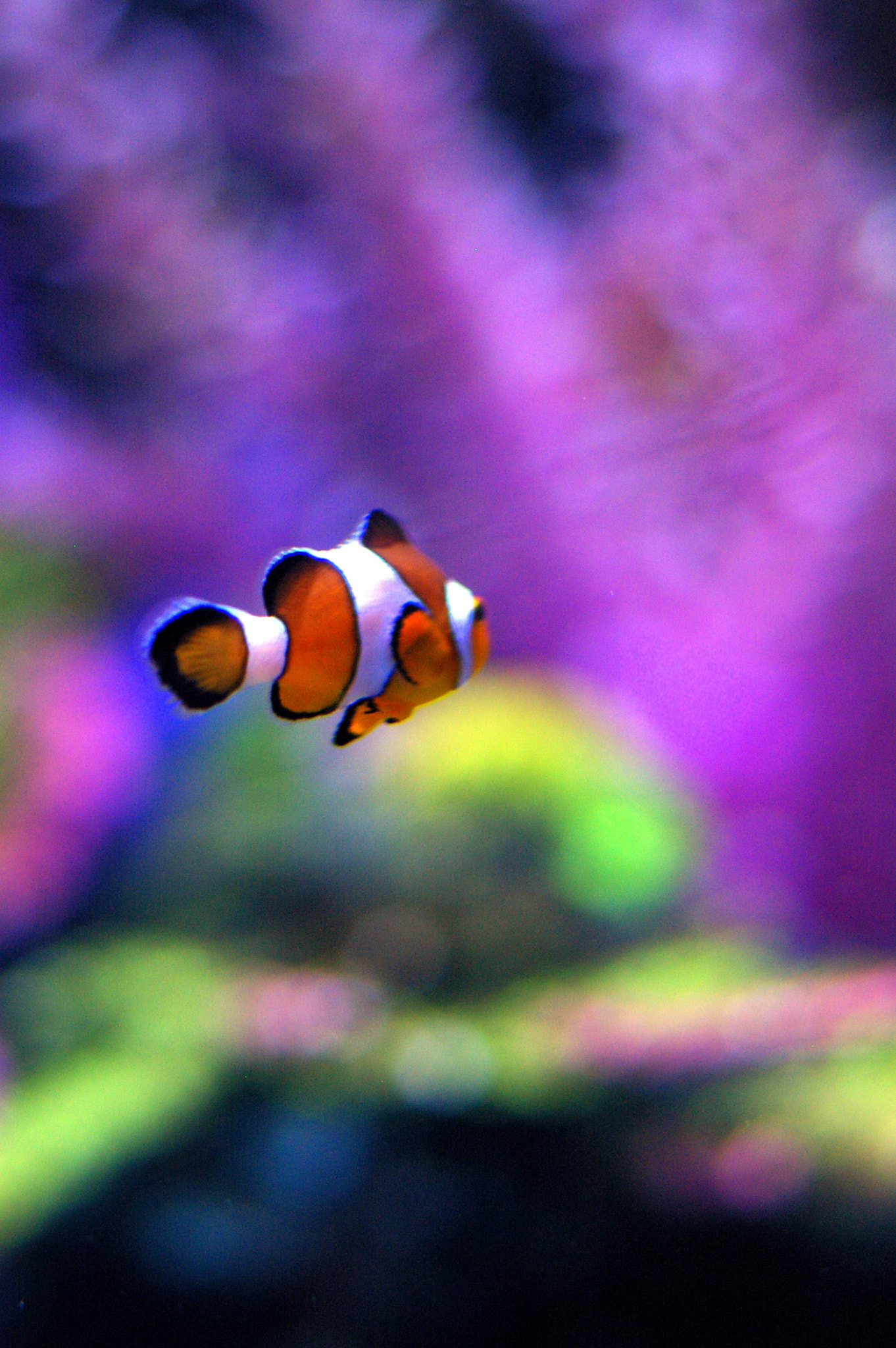 Pentax smc FA 50mm F1.4 sample photo. Let's find nemo photography