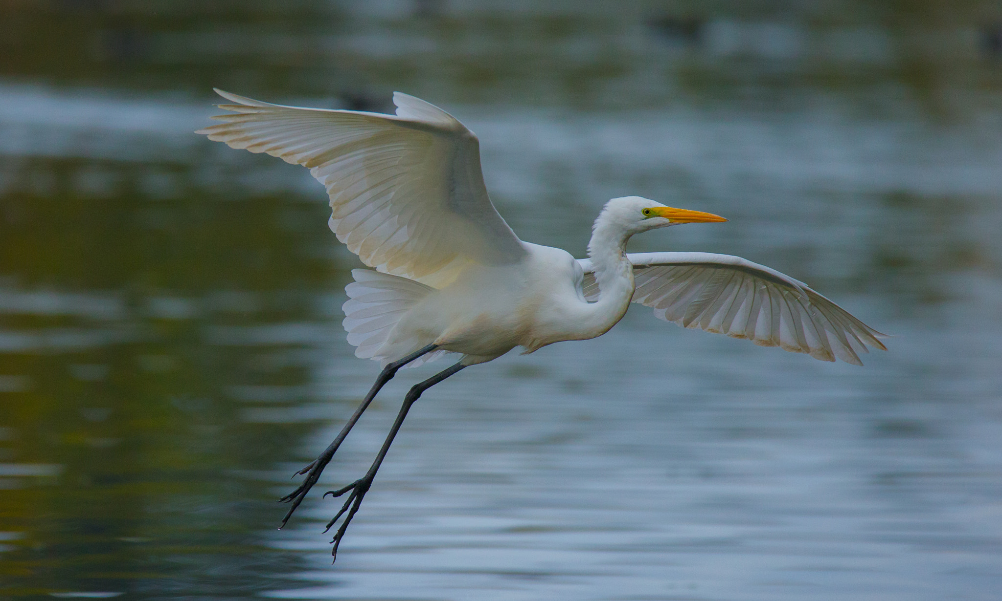 150-600mm F5-6.3 DG OS HSM | Contemporary 015 sample photo. Rough around the edges photography