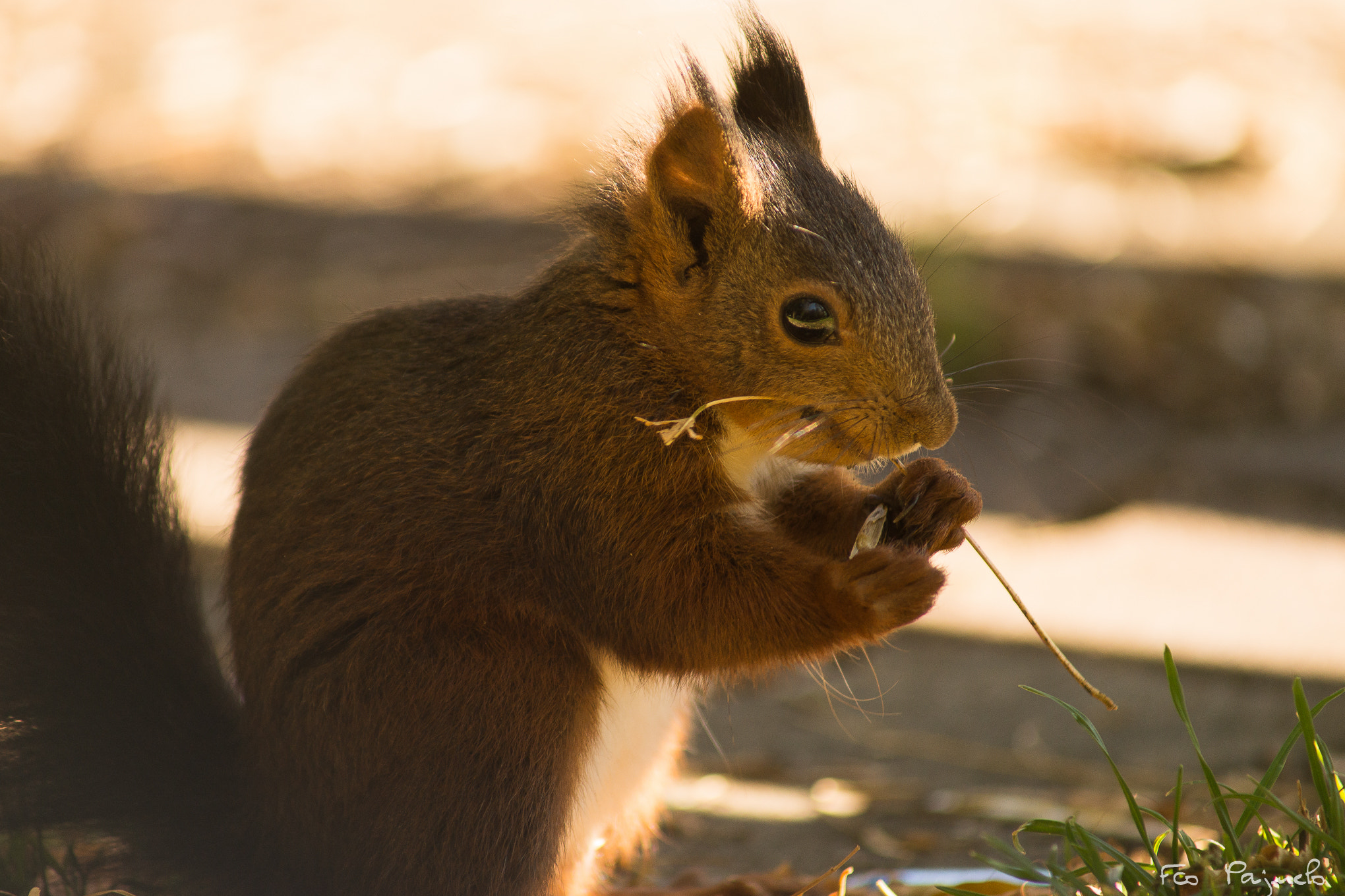 Sony 75-300mm F4.5-5.6 sample photo. Squirrel i photography
