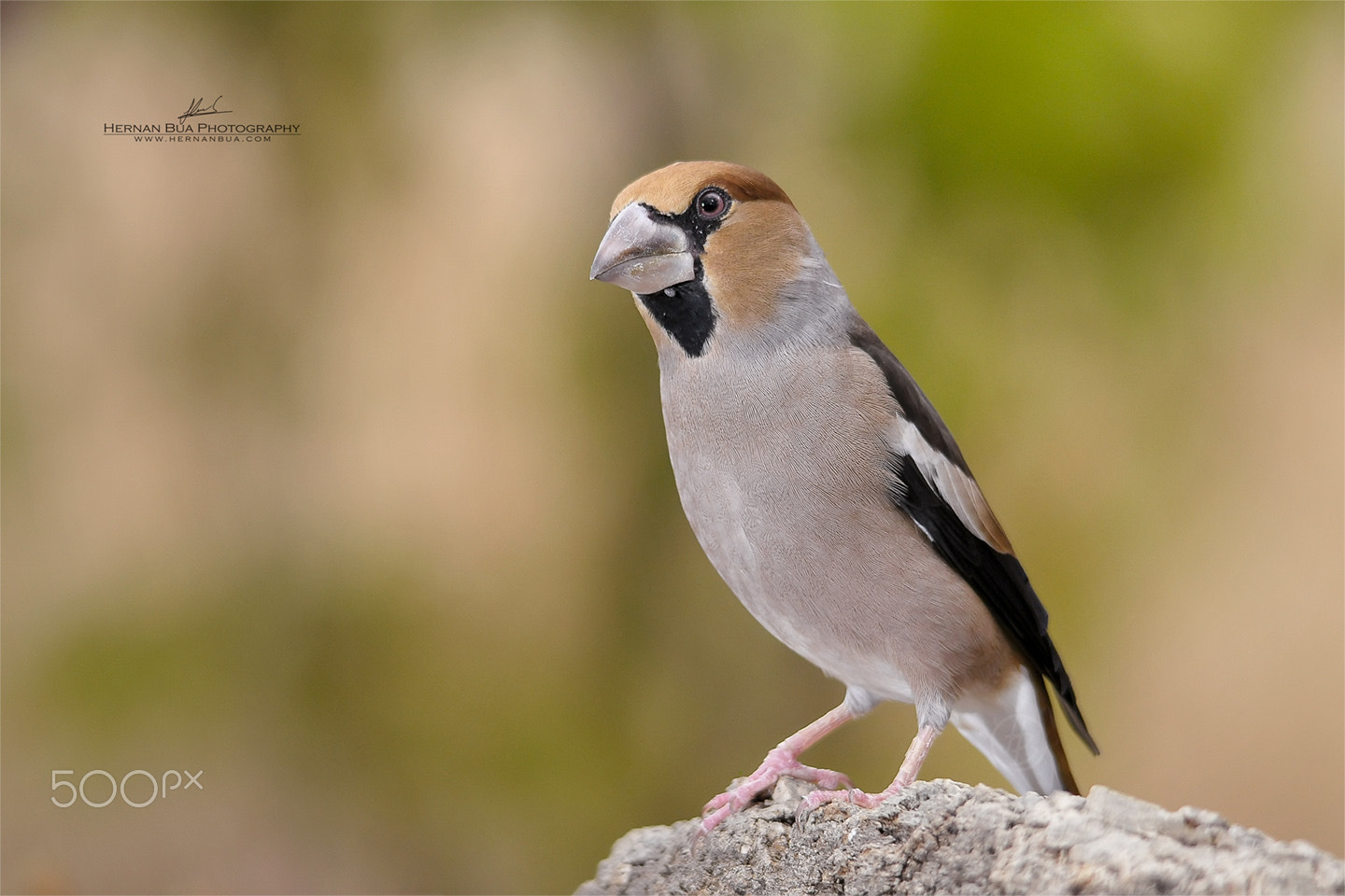 Sigma 150-500mm F5-6.3 DG OS HSM sample photo. Hawfinch photography