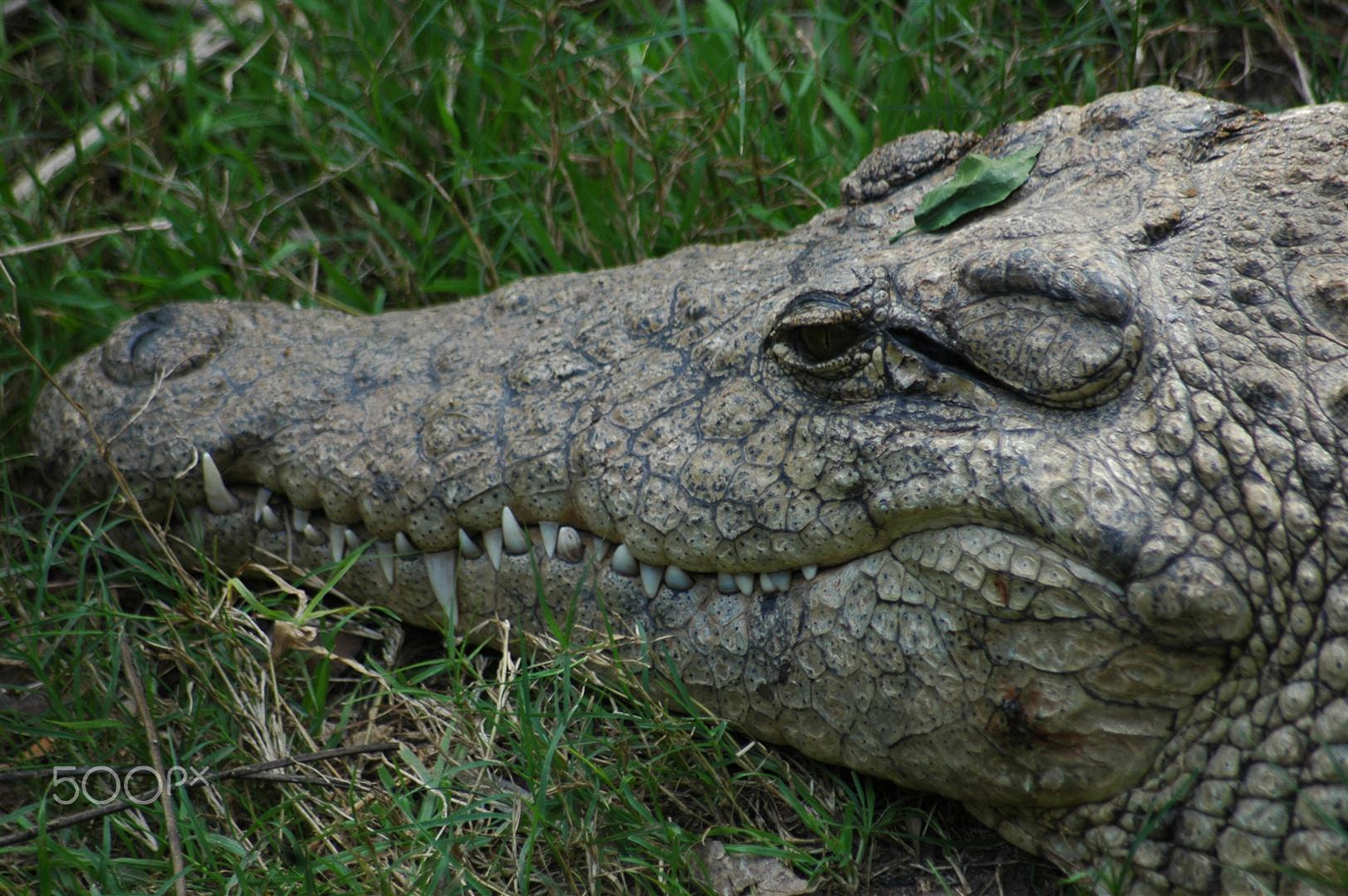 Nikon D70 sample photo. Israel safari zoo - smile of a crocodile photography
