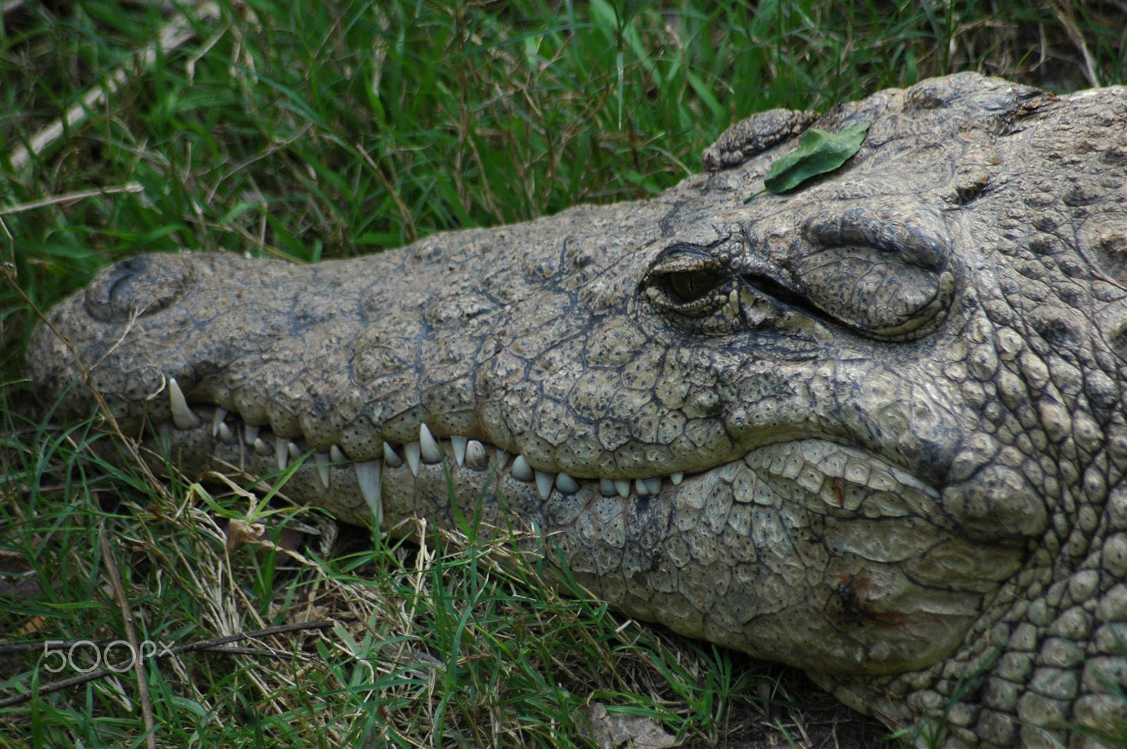 Nikon D70 + Sigma 70-300mm F4-5.6 APO Macro Super II sample photo. Israel safari zoo - smile of a crocodile photography