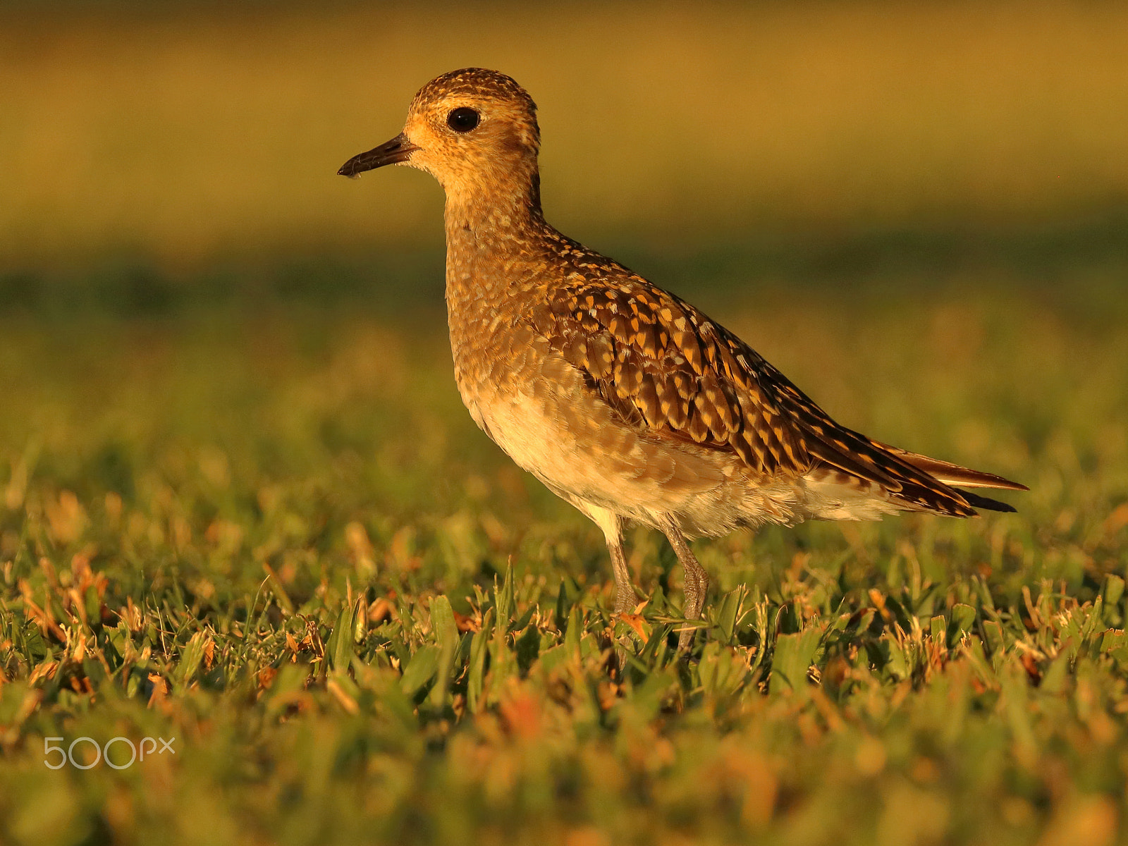 Canon EOS 750D (EOS Rebel T6i / EOS Kiss X8i) + Canon EF 100-400mm F4.5-5.6L IS II USM sample photo. Pacific golden plover photography