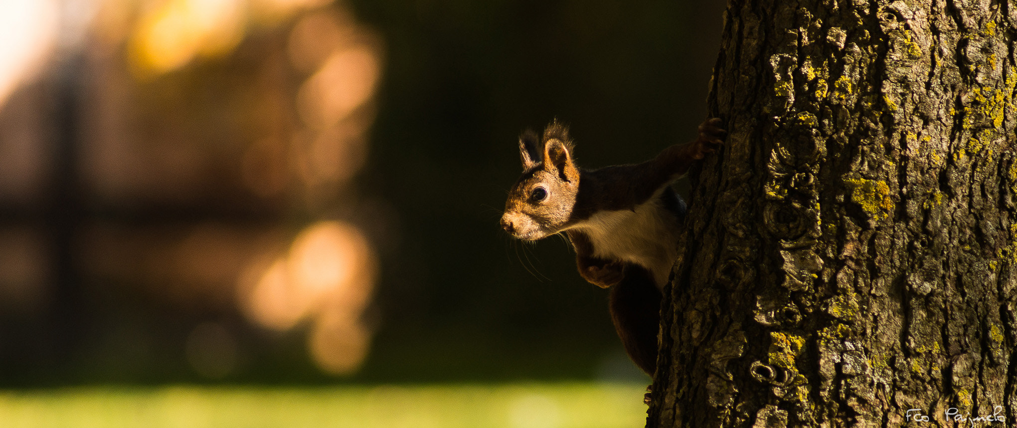 Sony 75-300mm F4.5-5.6 sample photo. Squirrel ii photography