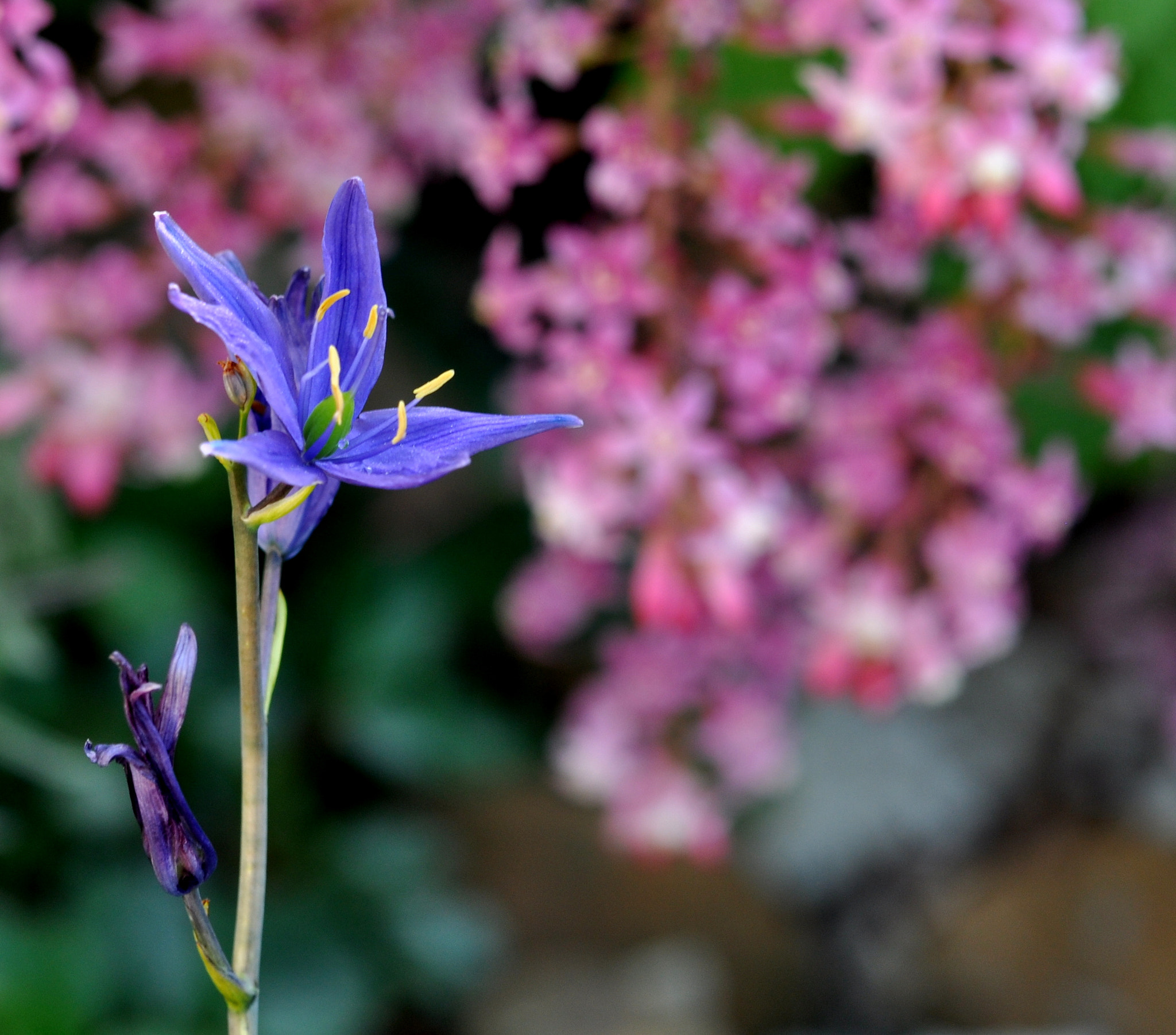 Nikon AF-S DX Micro-Nikkor 85mm F3.5G ED VR sample photo. Camas in the spring photography