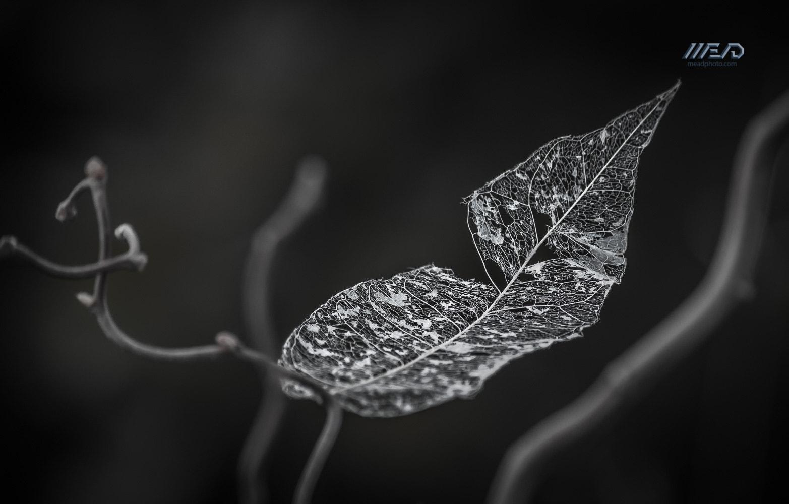 Canon EOS 5D Mark II + Sigma 50-200mm F4-5.6 DC OS HSM sample photo. Naked leaves photography