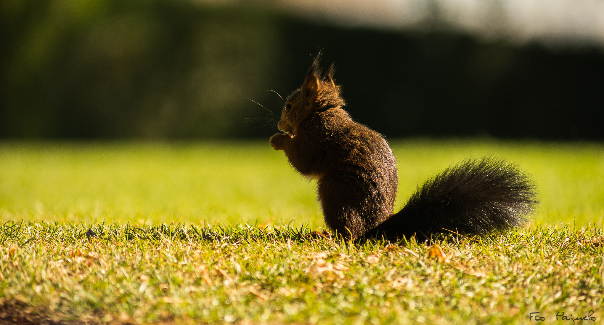 Sony 75-300mm F4.5-5.6 sample photo. Squirrel iii photography