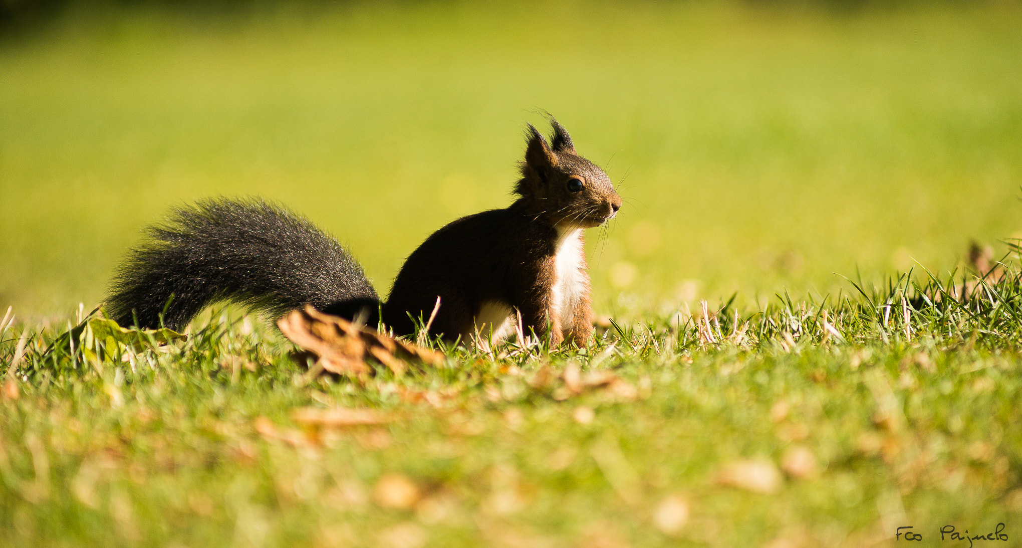 Sony 75-300mm F4.5-5.6 sample photo. Squirrel iv photography