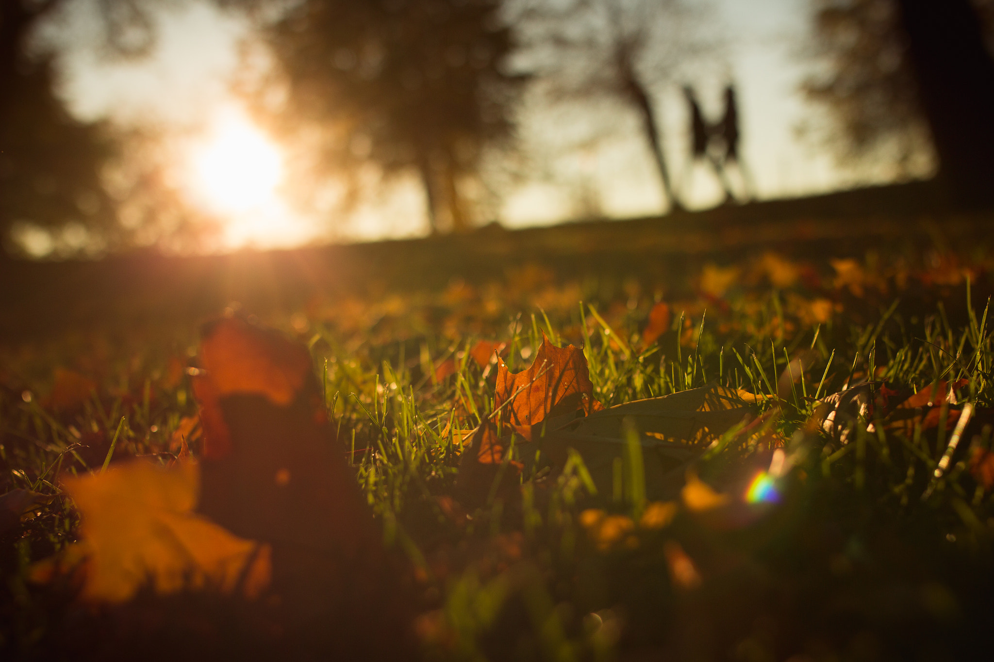 Canon EOS 650D (EOS Rebel T4i / EOS Kiss X6i) + Sigma 35mm F1.4 DG HSM Art sample photo. Autumn feeling photography