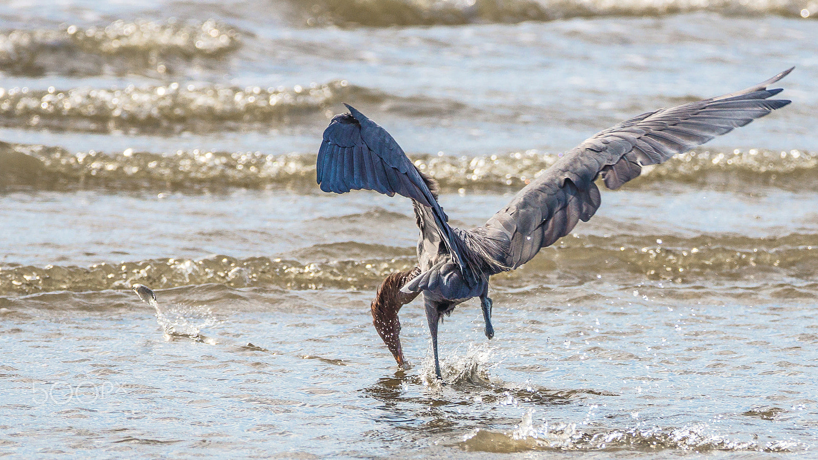 Sony 70-300mm F4.5-5.6 G SSM sample photo. Escape photography