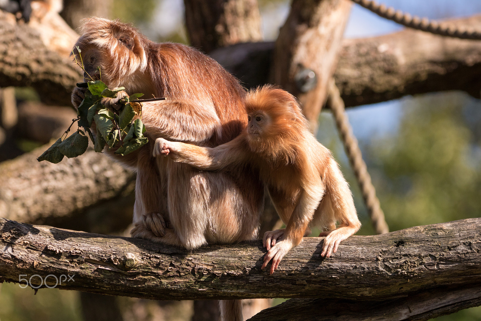 150-600mm F5-6.3 DG OS HSM | Contemporary 015 sample photo. I want some too! photography