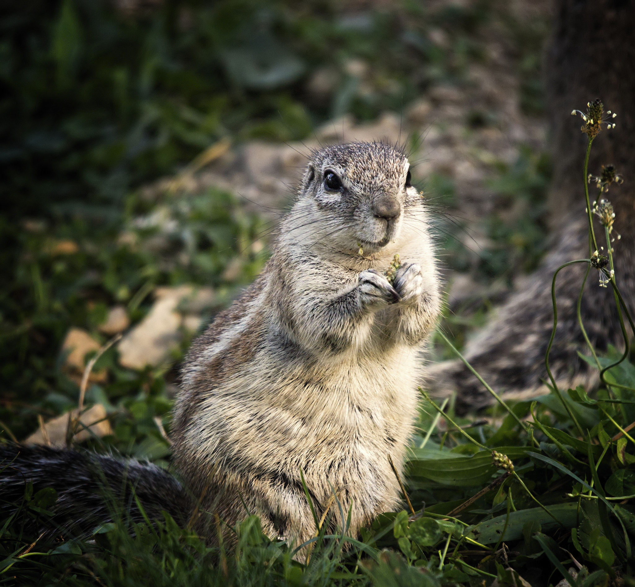 Sigma 50-500mm F4.5-6.3 DG OS HSM sample photo. Prairie dog ii photography