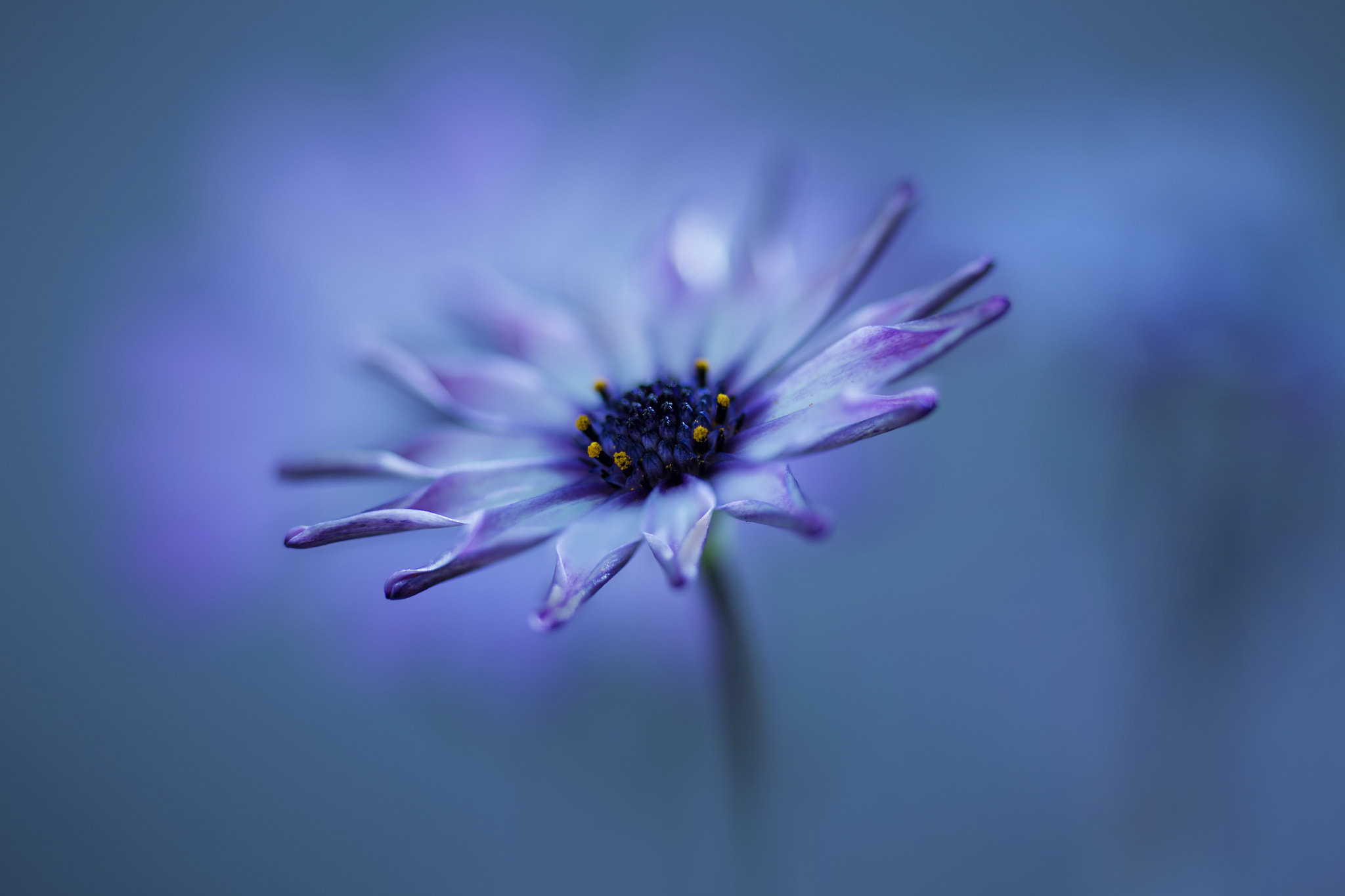 ZEISS Makro-Planar T* 100mm F2 sample photo. Flower photography