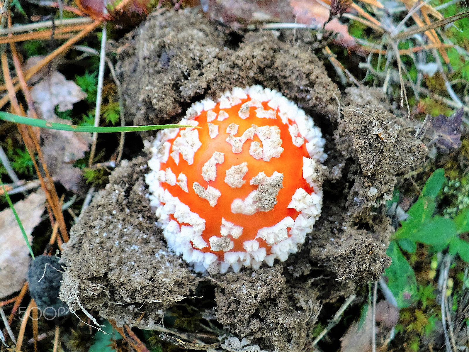 Panasonic DMC-LZ7 sample photo. Autumn mushroom. Осенний гриб. photography